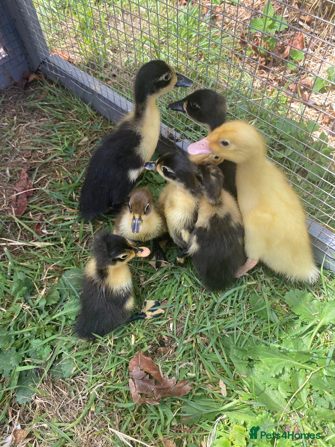 Ducks poultry for sale: Indian Runner Duck Ducklings + Fertile Eggs - Image 7