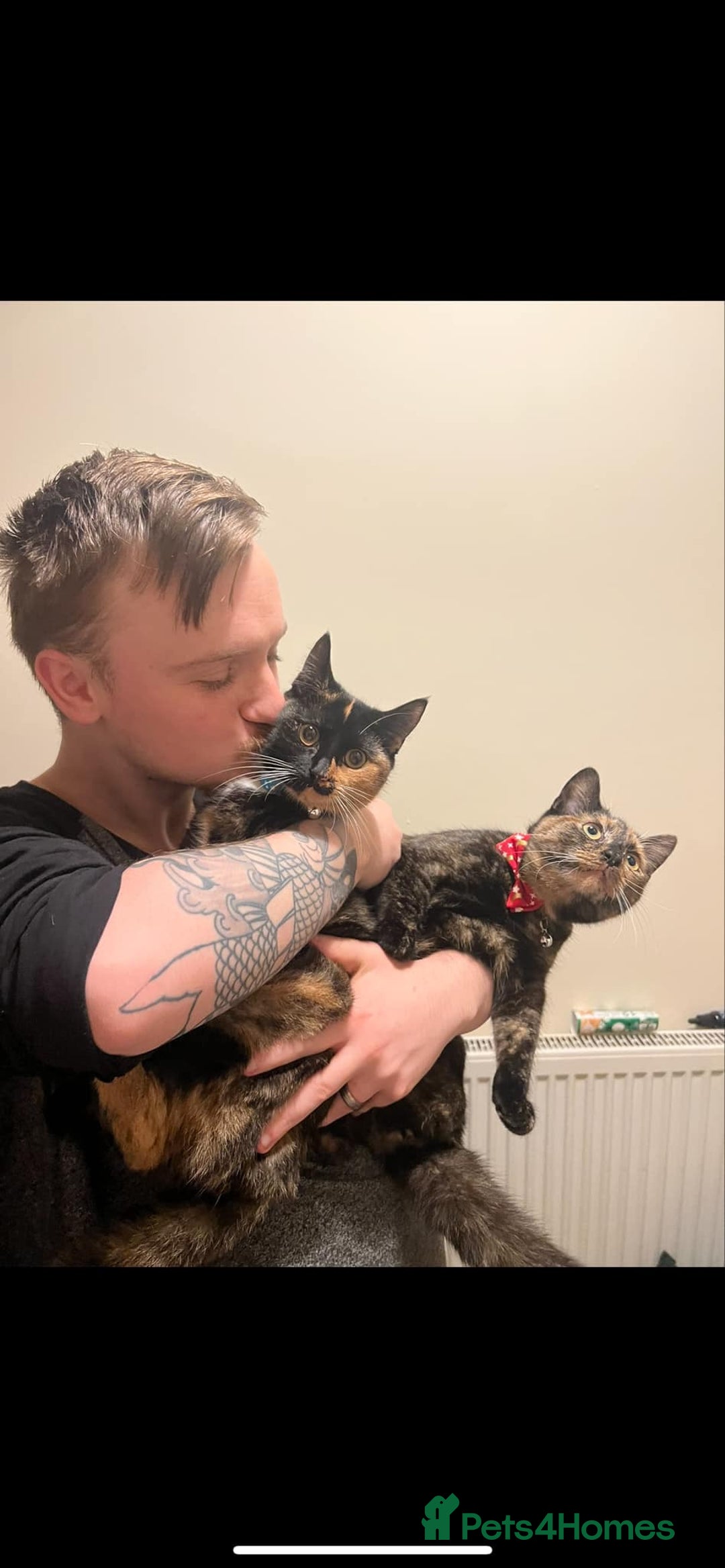 Mixed Breed cats for sale: Two bonded cats age 2  - Image 3