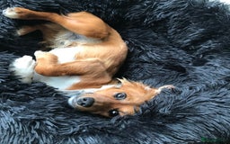 Mixed Breed dogs for sale: Jackawawa - Image 3