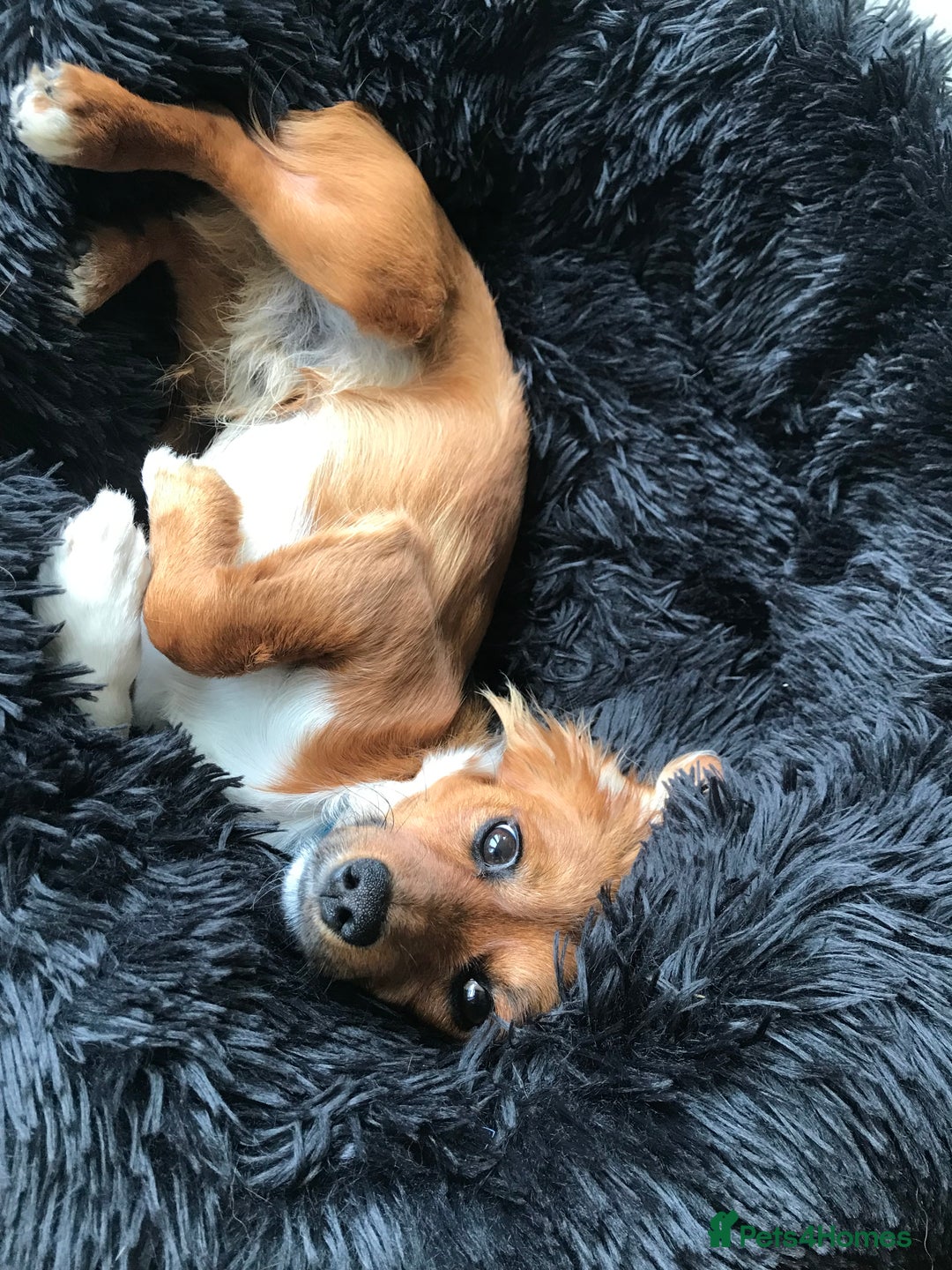Mixed Breed dogs for sale: Jackawawa - Image 3
