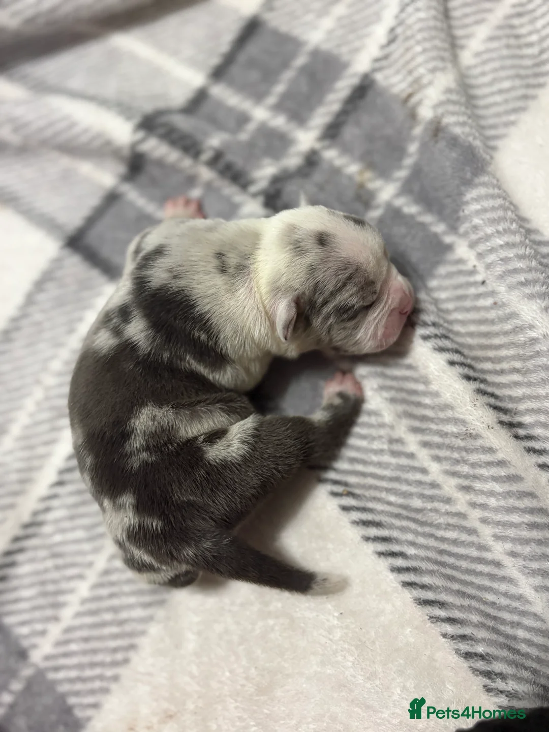 American Bully dogs for sale: Pocket bully’s  in Cradley Heath - Advert 14