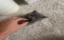 British Shorthair cats for sale: GCCF chunky blue British shorthair kittens😻🐾 - Image 14