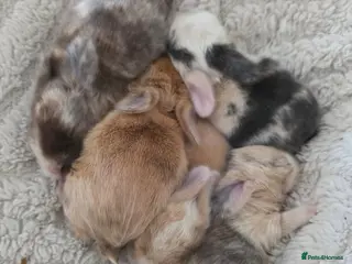 Mini Lop rabbits for sale: Gorgeous harli litter of pure bred mini lops - Advert 1