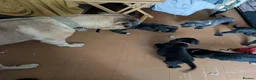 Cane Corso dogs for sale: Beautiful Purebred Cane corso puppies - Advert 12