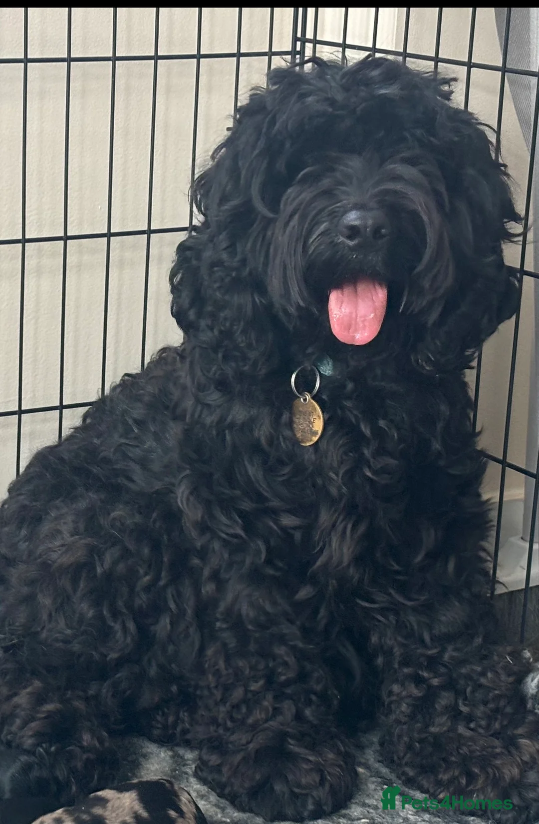 Golden Retriever dogs for sale: 2 girls going together  - Advert 16