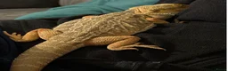 Bearded Dragon reptiles for sale: Bearded dragon with full set up  - Advert 4
