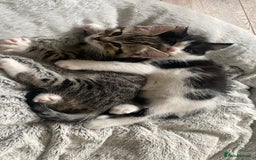 Mixed Breed cats for sale: Mixed breed ragdoll kittens  - Image 5