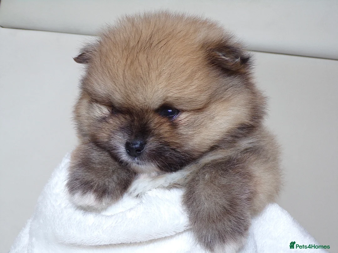 Pomeranian dogs for sale: Teddy bear Pomeranian puppies 🧸 - Advert 6