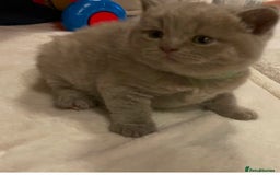 British Shorthair cats for sale: Lilac British Short hair female kitten  - Image 1