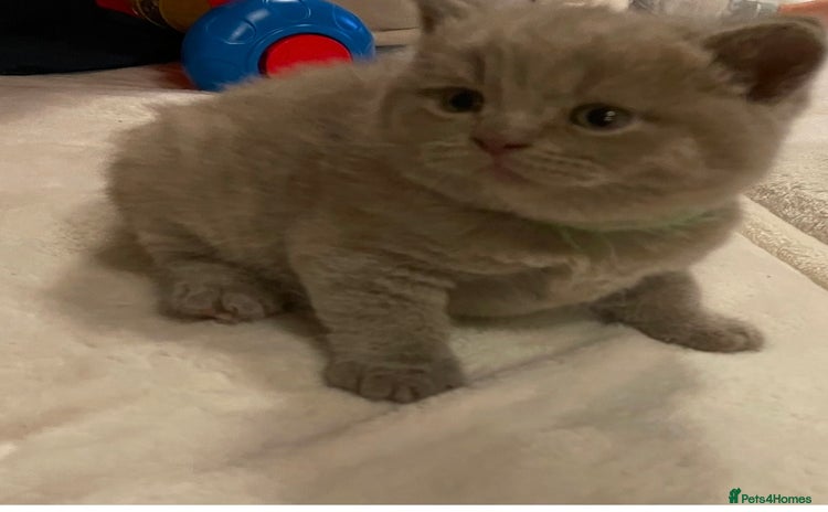 British Shorthair cats - Advert 1