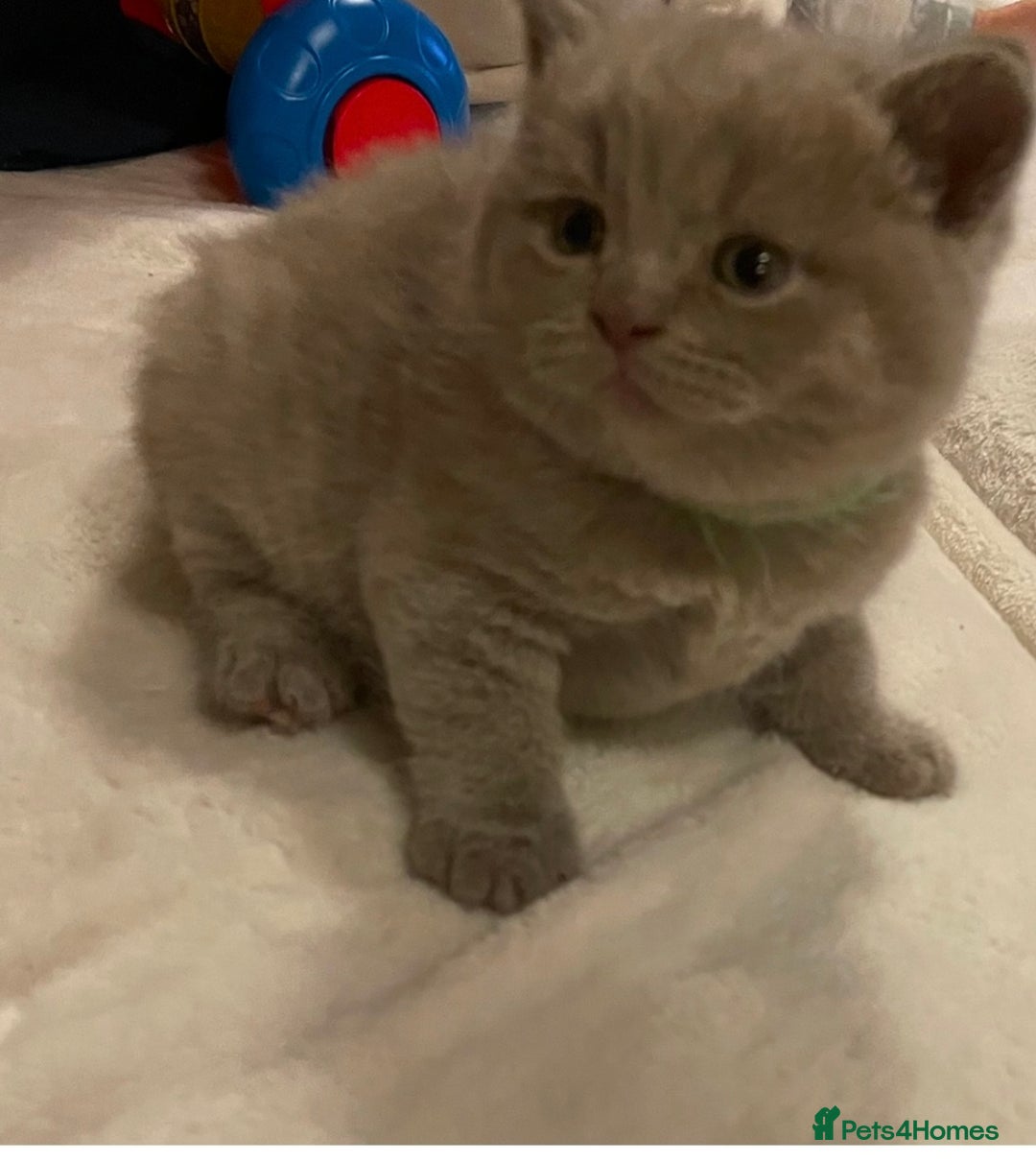 British Shorthair cats for sale: Lilac British Short hair female kitten  - Image 1