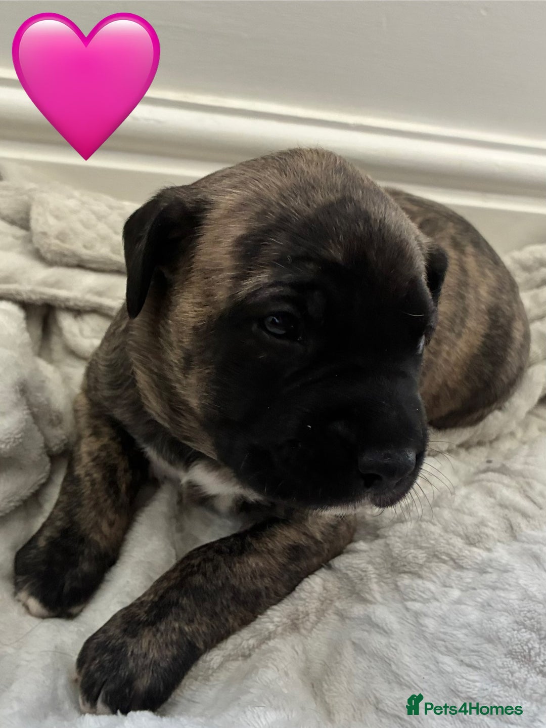 Mixed Breed dogs for sale: Beautiful Presa Mix Pups  - Image 12