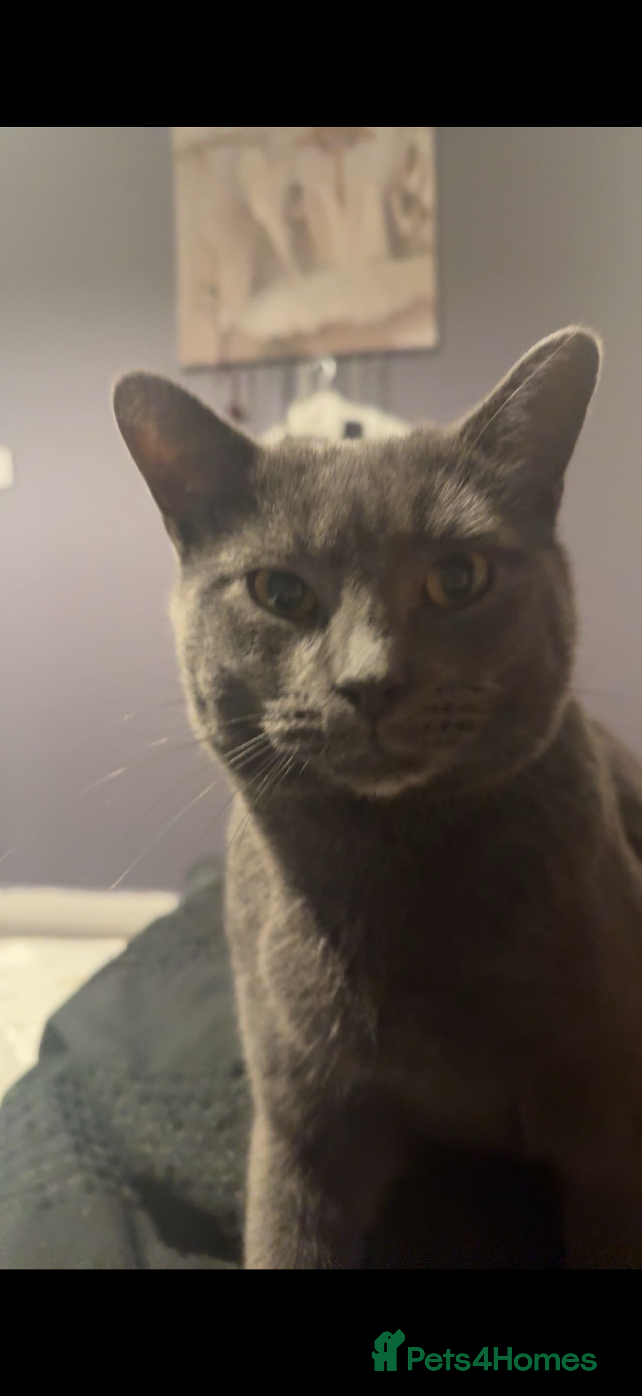 American Shorthair cats Salem and Lorenzo - Advert 6