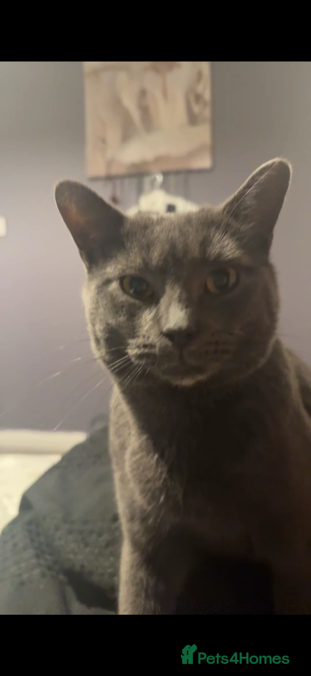 American Shorthair cats for sale: Salem and Lorenzo - Advert 1