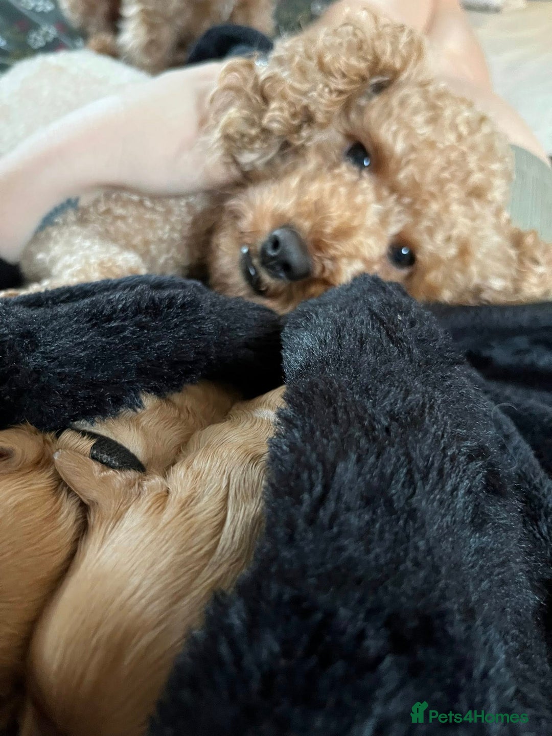 Cavapoo dogs for sale: Stunning Cavapoo Puppies - Advert 2