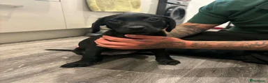 Labrador Retriever 2