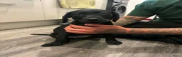 Labrador Retriever dogs for sale:  6 Labrador puppies  - Advert 8