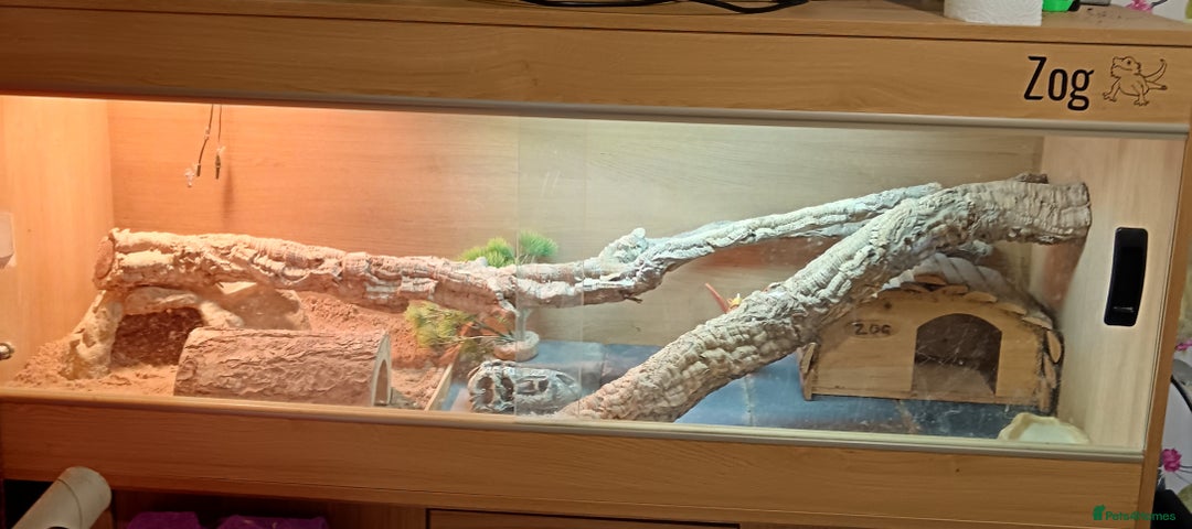 Bearded Dragon reptiles for sale: Male bearded dragon 3 years old full set up - Image 9