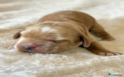 Cocker Spaniel dogs for sale: KC Reg Fully Health Tested Showline Cocker Spaniel - Image 26