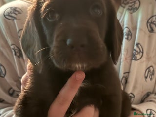 Cockerdor dogs Beautiful Cockerador Puppies Last Puppy Left! - Advert 3