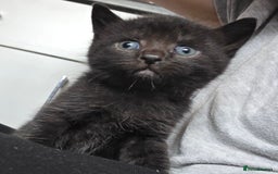 Mixed Breed cats for sale: Kittens - Mixed Breed  - Image 10