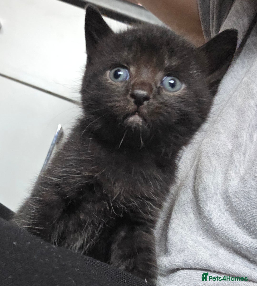 Mixed Breed cats for sale: Kittens - Mixed Breed  - Image 10