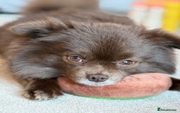 Pomeranian dogs for stud: Bear - Available for STUD - Image 1