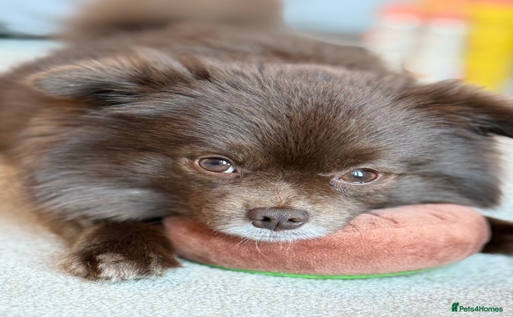 Pomeranian dogs - Advert 1