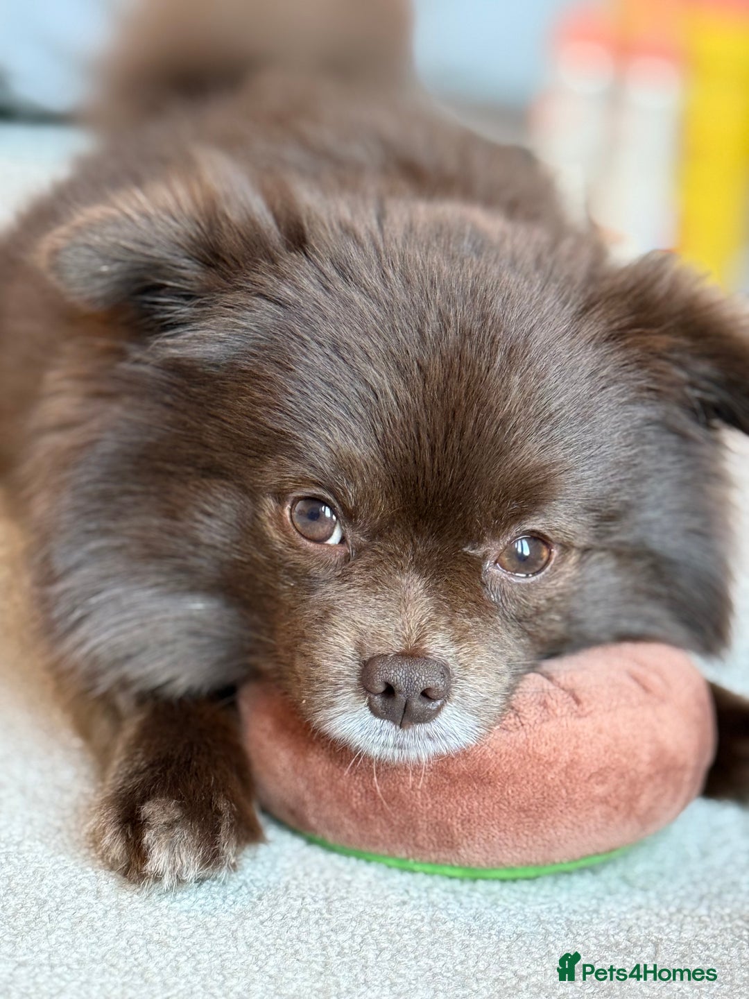 Pomeranian dogs for stud: Bear - Available for STUD - Image 1