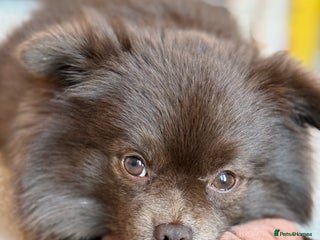 Pomeranian dogs - Advert 14