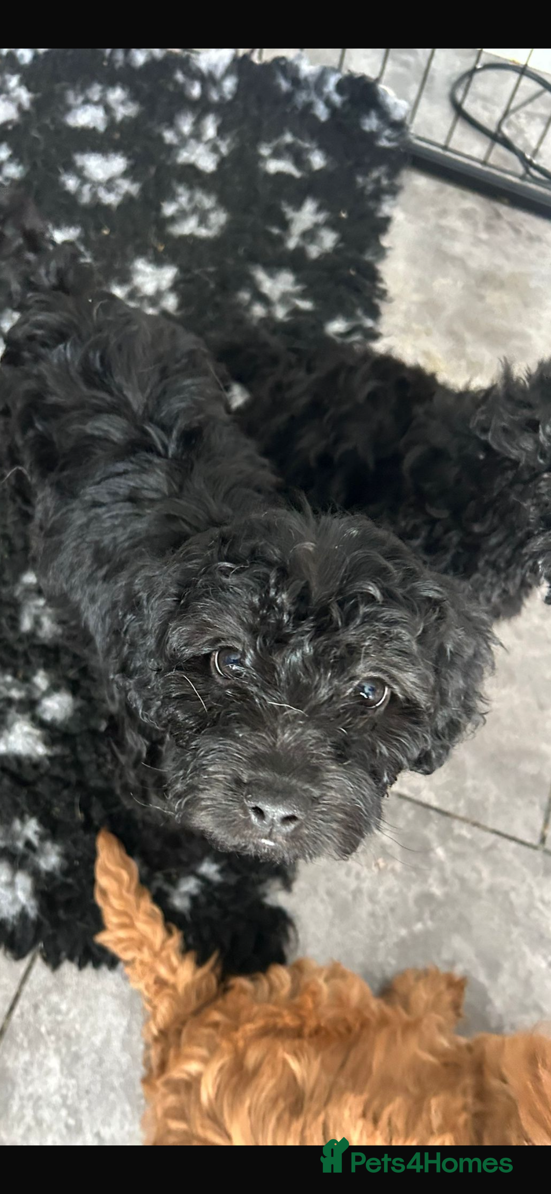 Mixed Breed dogs for sale: final reduction to find forever home  - Image 27