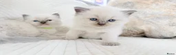 Ragdoll cats for sale: 3 Blue Point Kittens for sale - All Boys!! - Advert 25