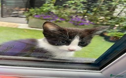 Ragdoll cats for sale: Kittens for sale  - Image 4