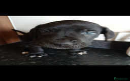 Mixed Breed dogs for sale: Great dane X Cane corso  - Image 16