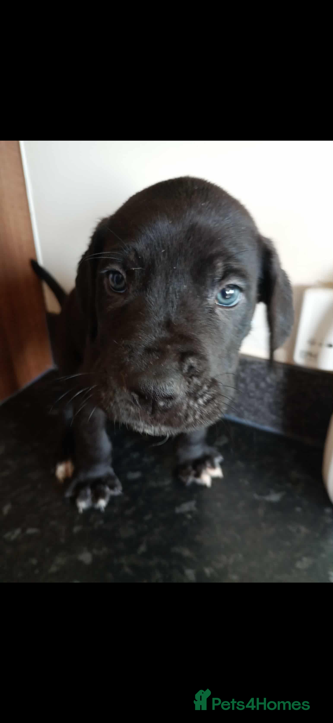 Mixed Breed dogs for sale: Great dane X Cane corso  - Image 16