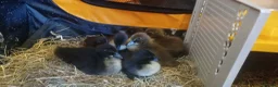 Ducks poultry for sale: Indian Runner ducklings  in Leeds - Advert 3