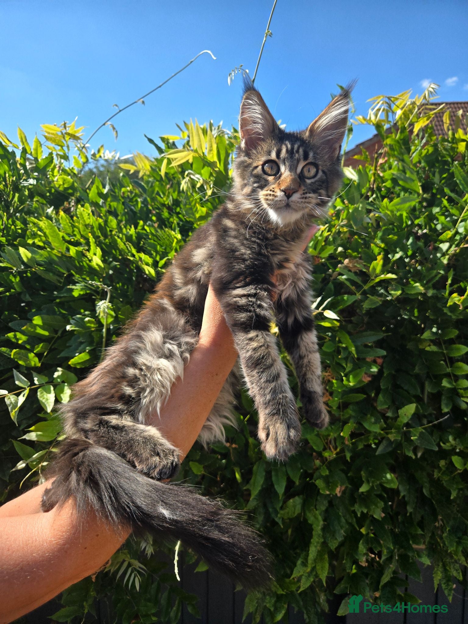 Maine Coon cats Pedigree Maine Coon Kittens  - Advert 2