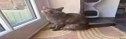 British Longhair cats for sale: Gorgeous lilac BLH female  - Advert 6