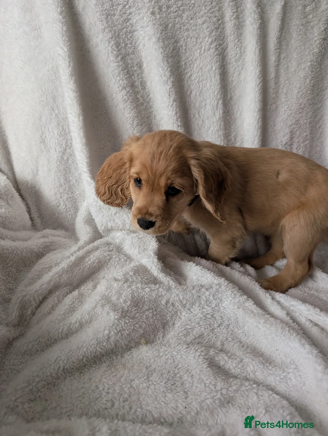 Cocker Spaniel dogs for sale: Cockerspaniel puppies ready soon! - Advert 23