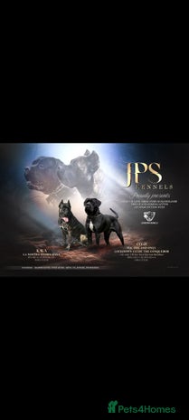 Cane Corso dogs - Advert 6