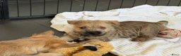 Cairn Terrier dogs for sale: Sweetest Little KC Reg Cairn Terrier Puppies.  - Advert 11