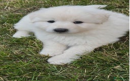 German Shepherd dogs for sale: Very special, super WHITE, LONG HAIRED GSD pups  - Image 1