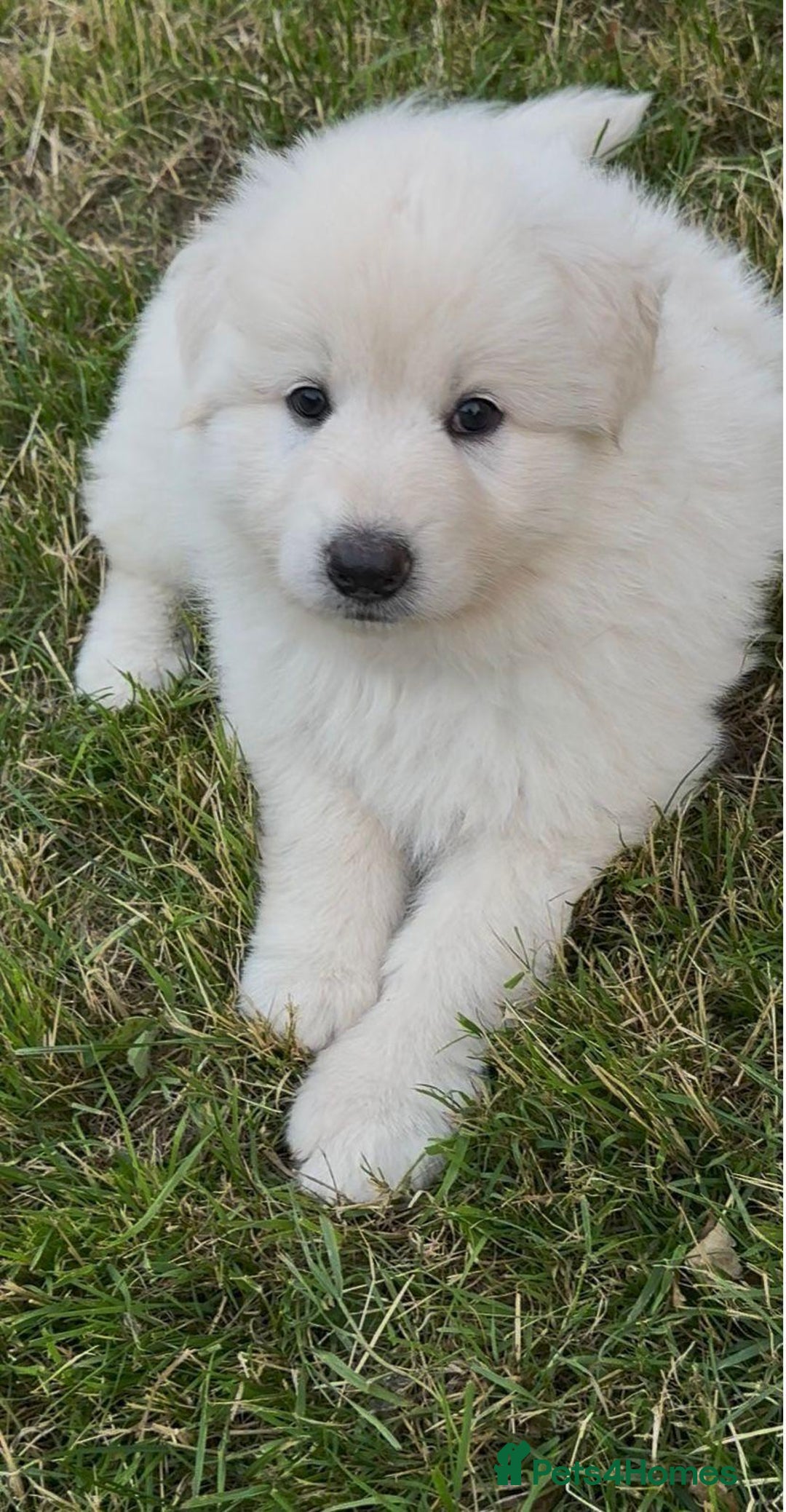 German Shepherd dogs for sale: Very special, super WHITE, LONG HAIRED GSD pups  - Image 1