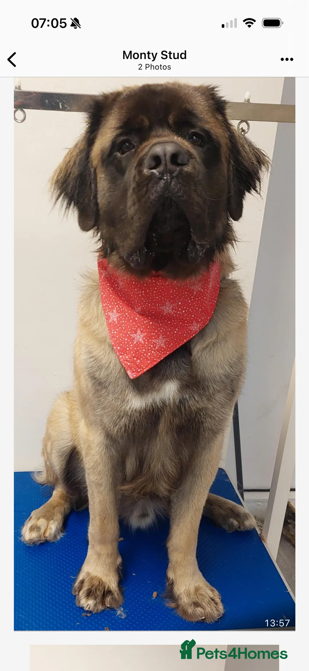 Mixed Breed dogs for sale: Gorgeous Labrador x old English mastiff puppies in Retford - Advert 2