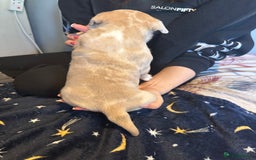 American Bully dogs for sale: ABKC REGISTERED Pocket Exotic/Extreme Bully PUPS! - Image 22