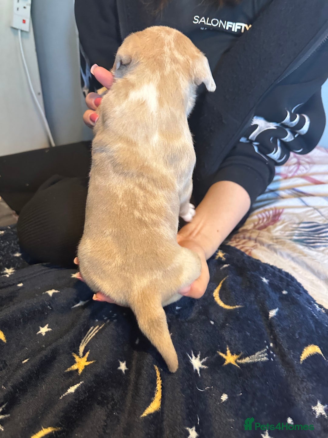 American Bully dogs for sale: ABKC REGISTERED Pocket Exotic/Extreme Bully PUPS! - Image 22