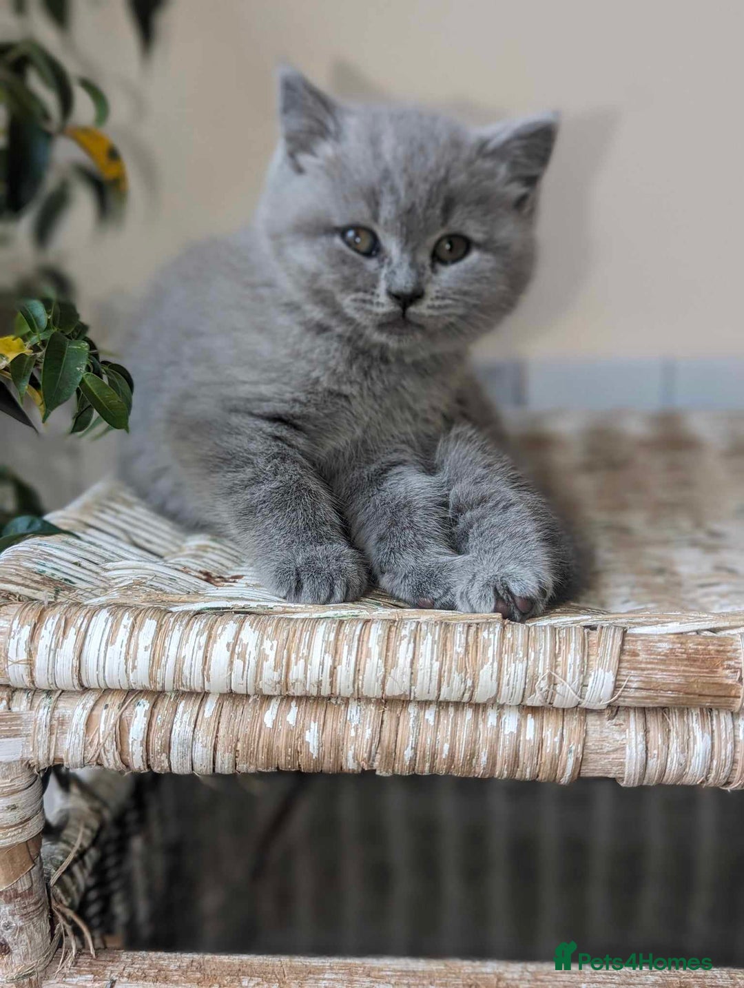 British Shorthair cats for sale: Both parents pedigreesTICA pedigree-dad5xchampion  - Image 19