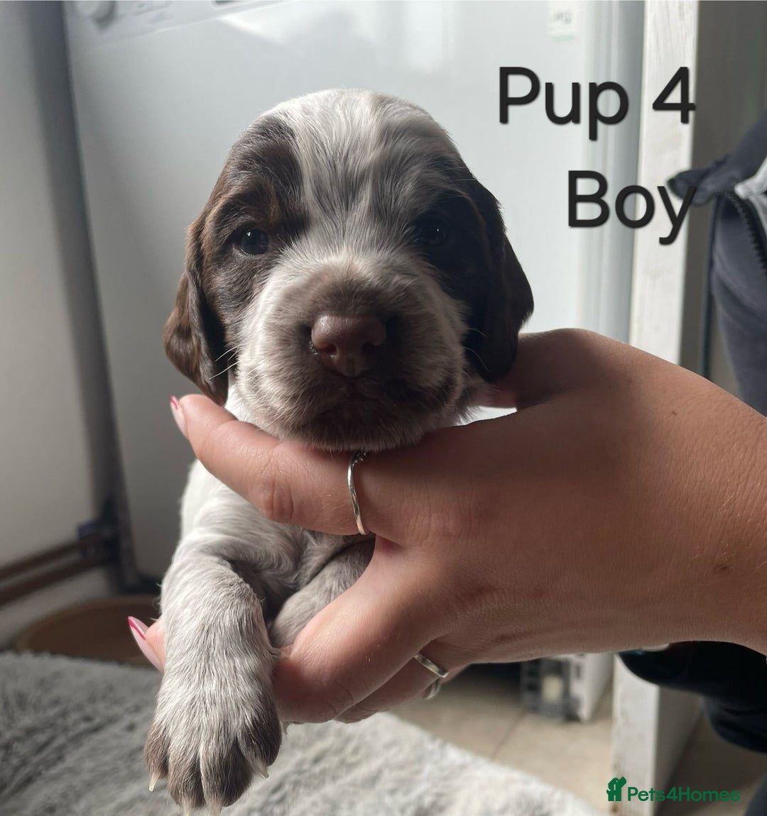 Cocker Spaniel dogs for sale: Cocker spaniel puppies  - Image 5