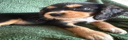 Cockalier dogs for sale: Beautiful, health tested cockalier puppies.  - Advert 25