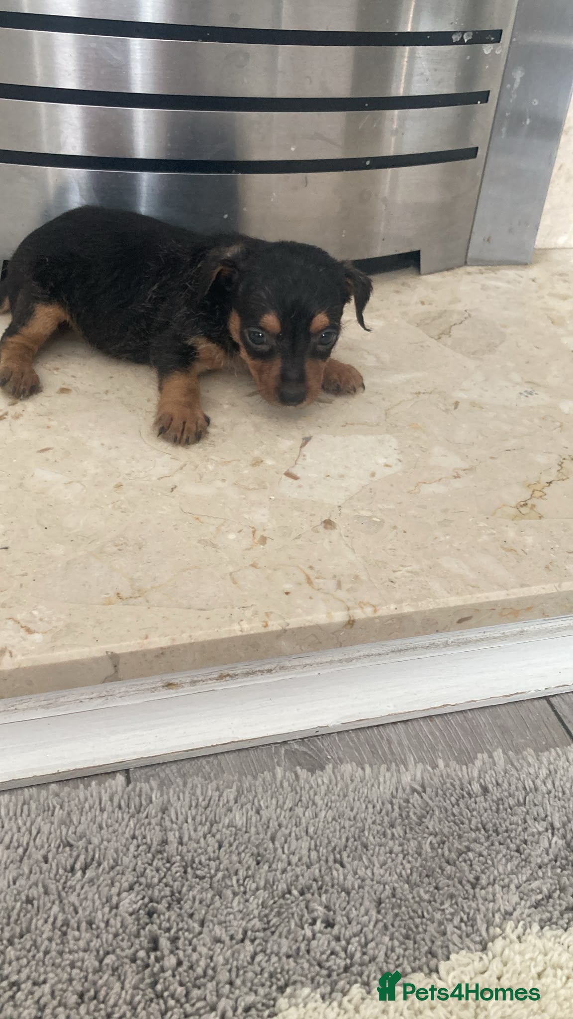 Mixed Breed dogs Chorkie - Advert 1